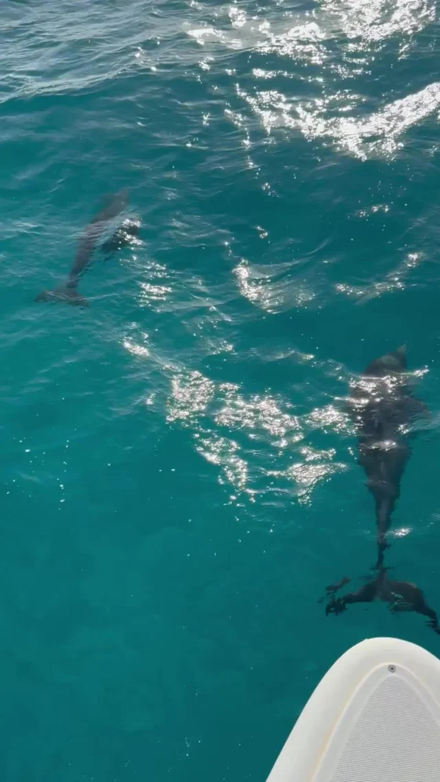 Yay! Dolphins are back! 🐬
.
.
.
#kitelife #kiteboard #watersport #kiteboarding #kitesurfing #catamaran #wingfoil #grenadines #antiguaandbarbuda #wingsurfing #wingcruise #wingfoiling #wingfoiler #watersports #kitesurf #kiteboardinglessons #luxuryvacations #luxurytravels #kiteboardingphotography #kiteboardingcruise #kitecruise #foilwing #kiteholidays #kiteschool #kitecruise #kitetrip #kitetravel
